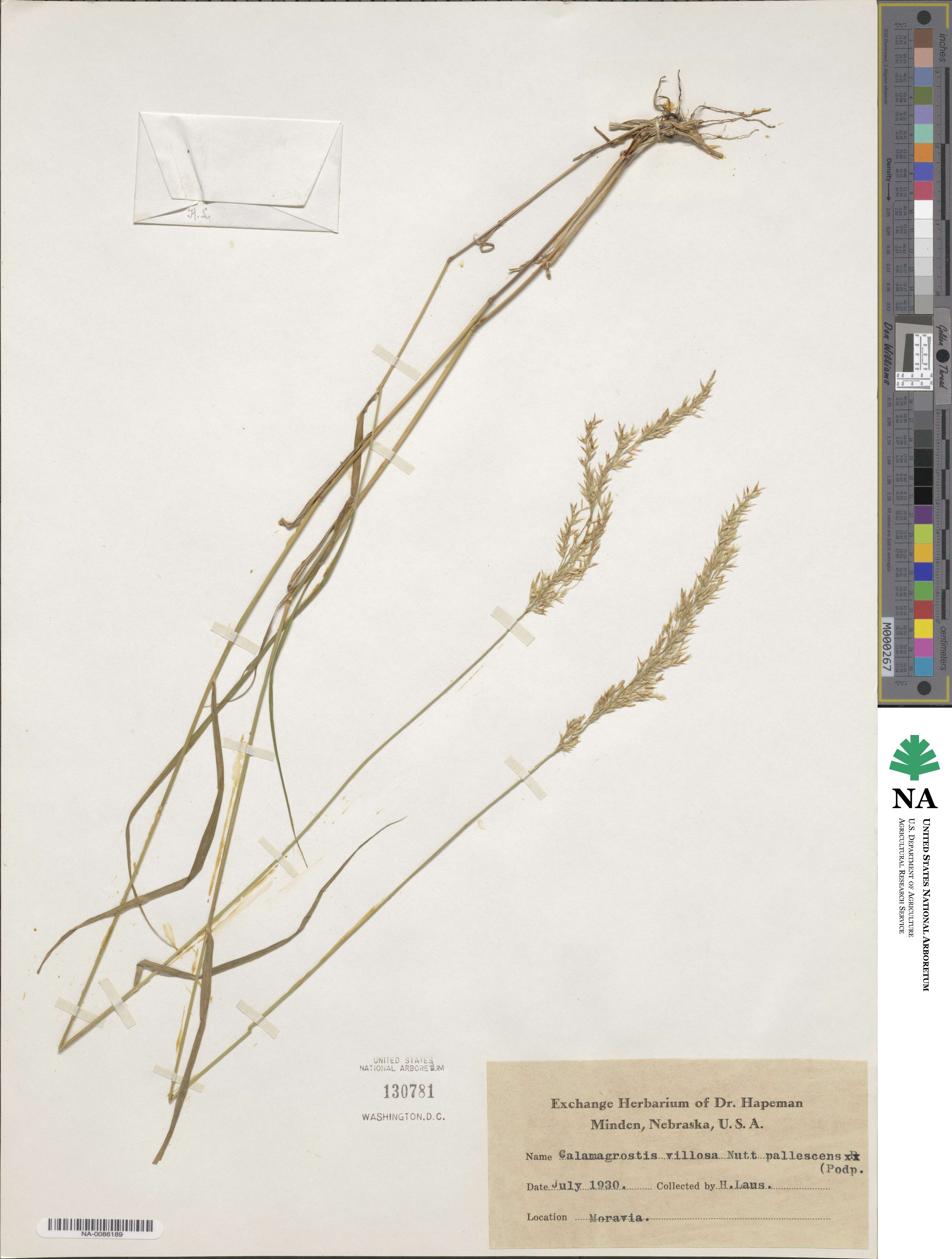 Calamagrostis villosa image