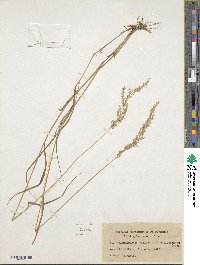 Calamagrostis villosa image