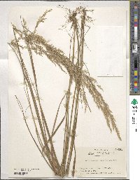 Calamagrostis arundinacea image