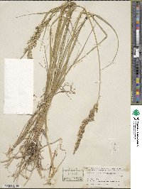 Calamagrostis arundinacea image