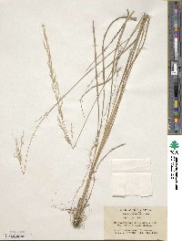 Calamagrostis arundinacea image