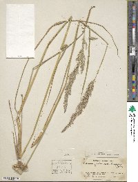 Calamagrostis arundinacea image