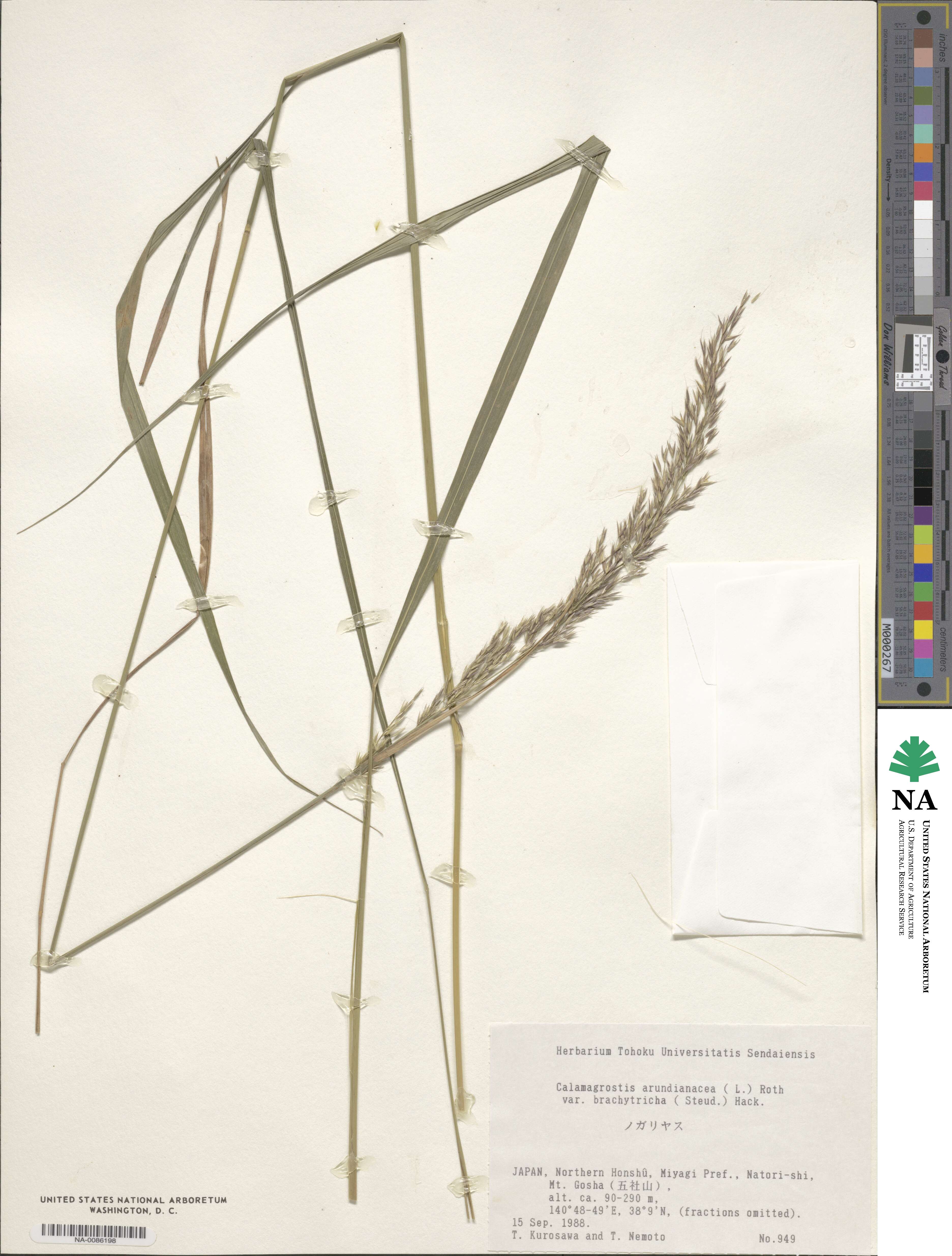 Calamagrostis arundinacea image