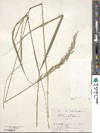 Calamagrostis arundinacea image