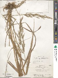 Calamagrostis arundinacea image