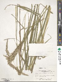 Calamagrostis arundinacea image