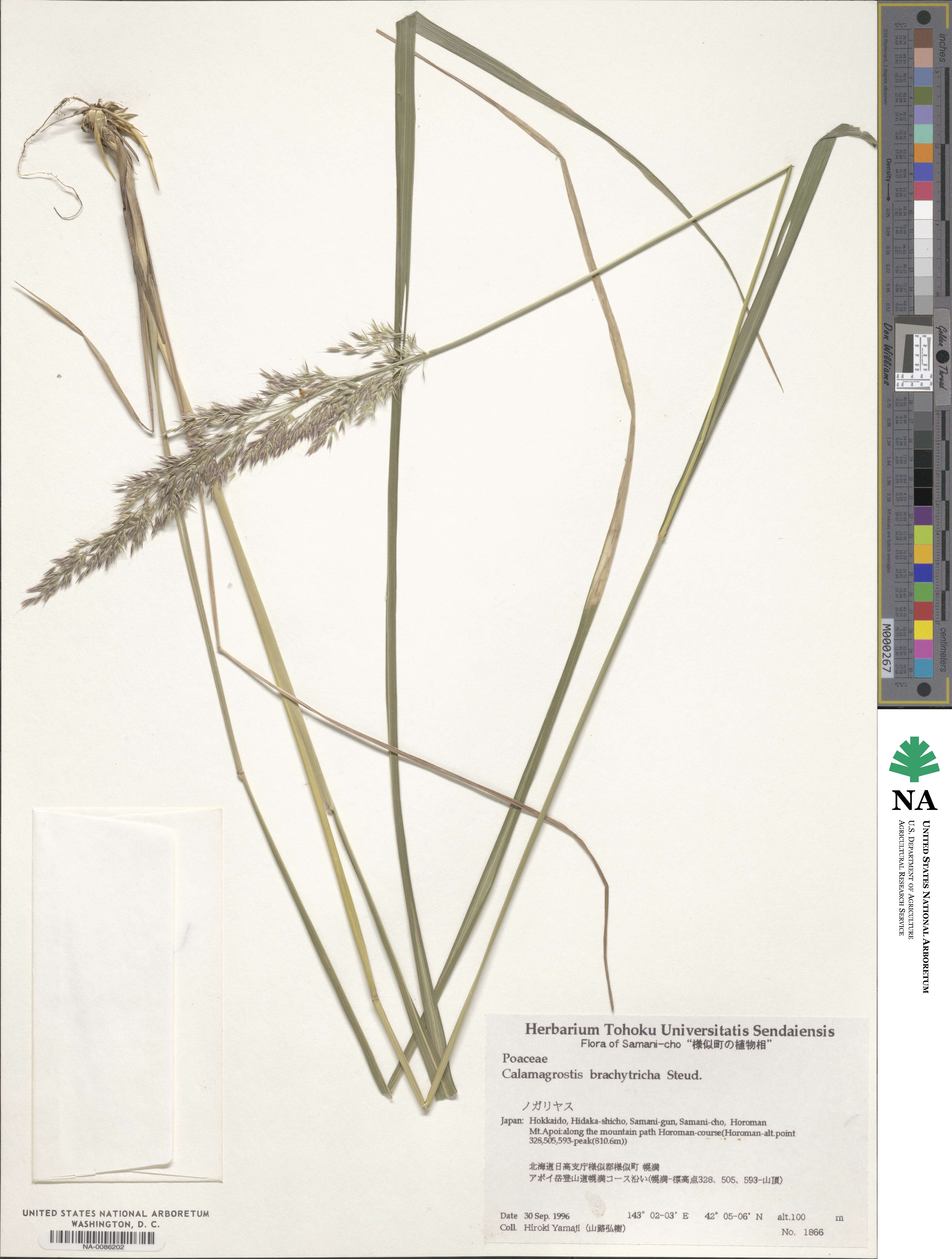 Calamagrostis arundinacea image
