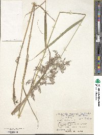 Calamagrostis purpurea image