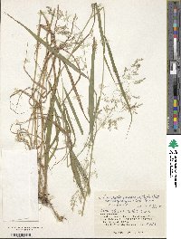 Calamagrostis purpurea image