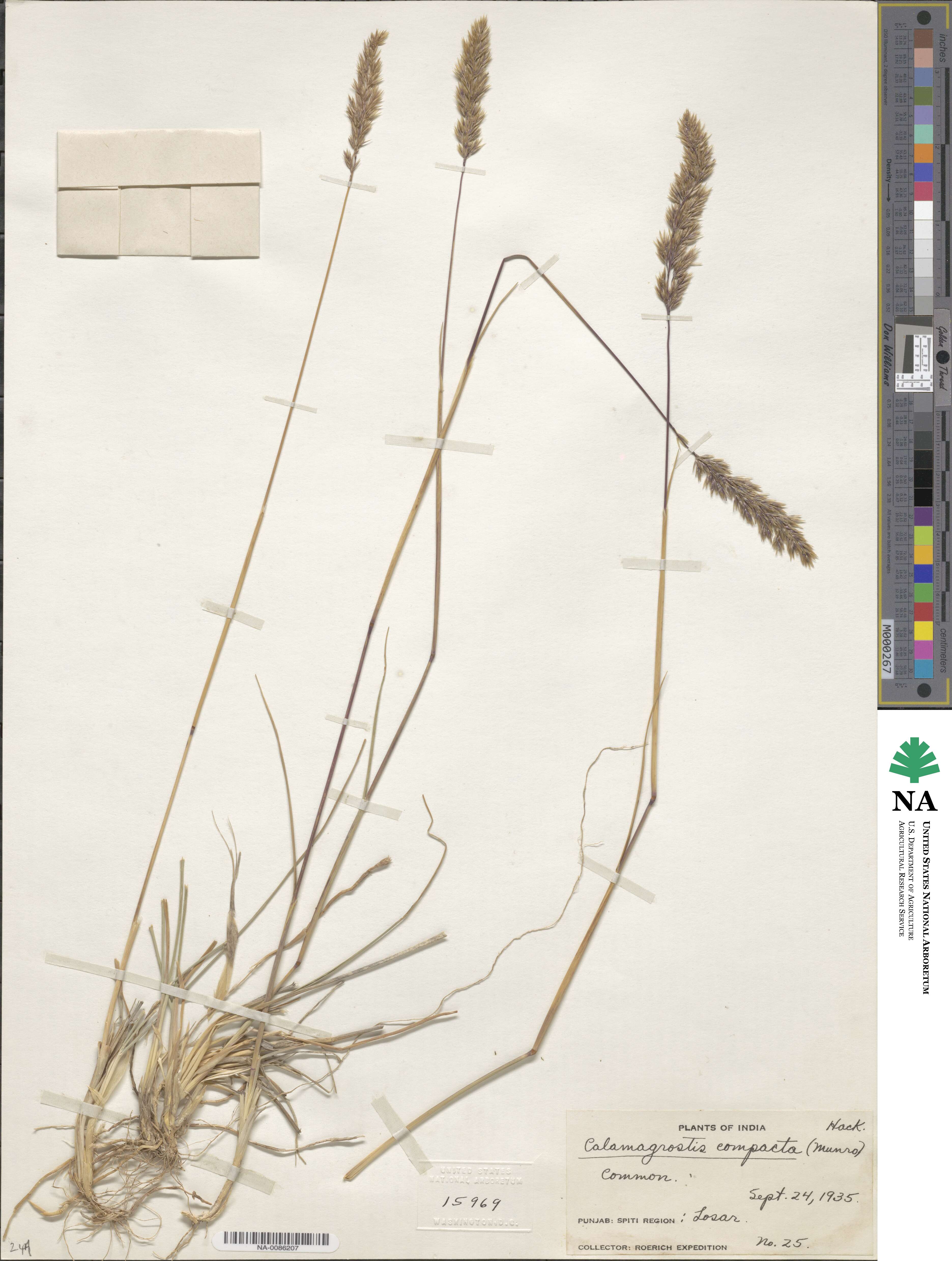 Calamagrostis holciformis image