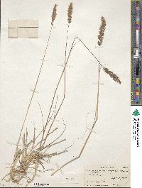 Calamagrostis holciformis image