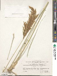 Calamagrostis pseudophragmites image