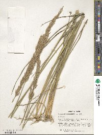 Calamagrostis arundinacea image