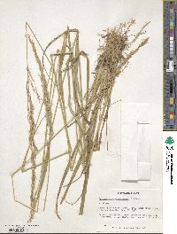 Calamagrostis arundinacea image