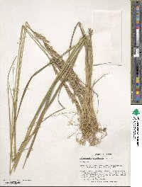 Calamagrostis arundinacea image