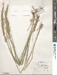 Calamagrostis arundinacea image