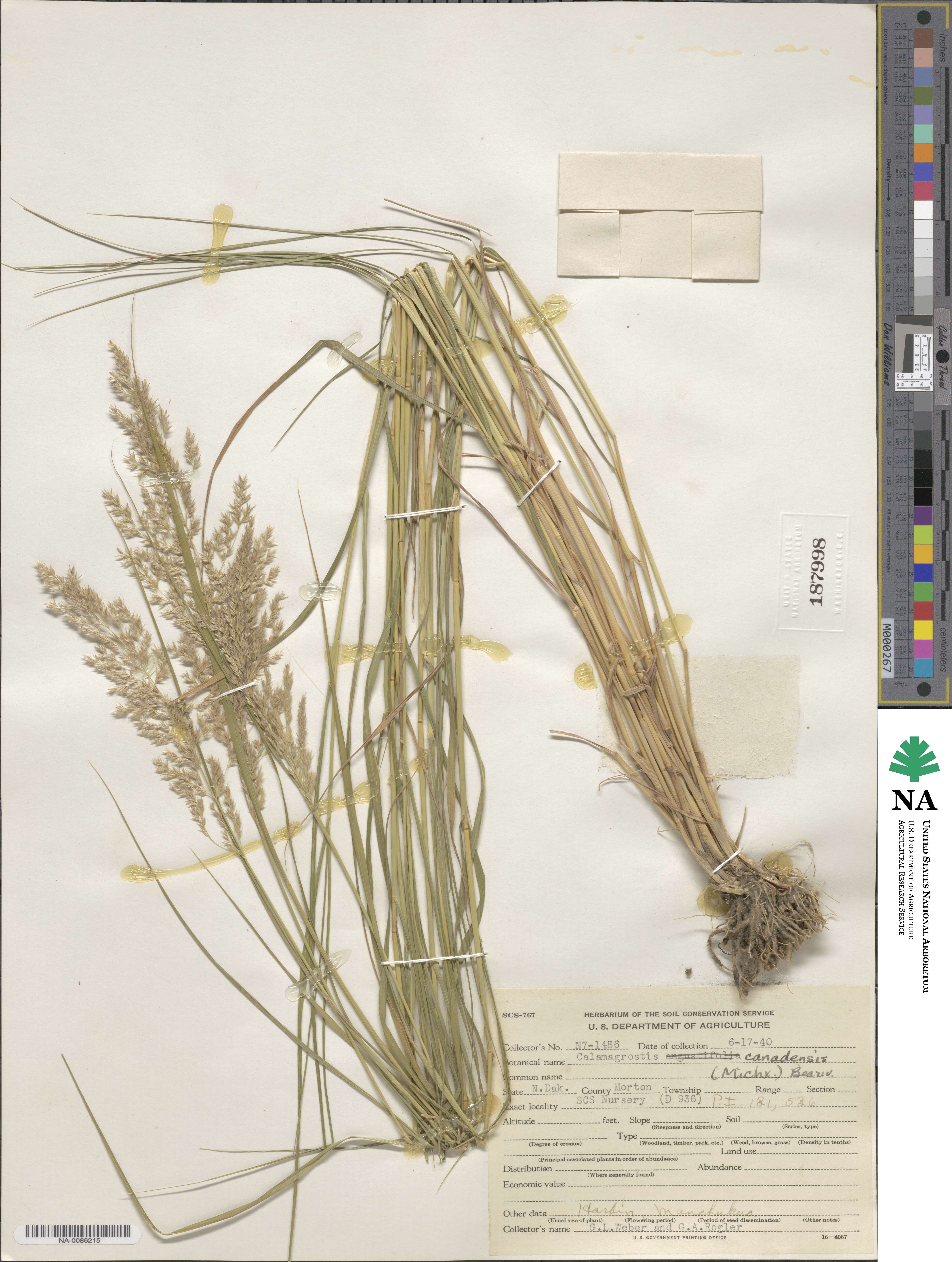 Calamagrostis canadensis image