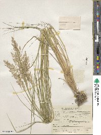 Calamagrostis canadensis image