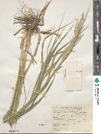 Calamagrostis canadensis image