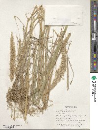 Calamagrostis epigejos image