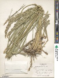 Calamagrostis epigejos image