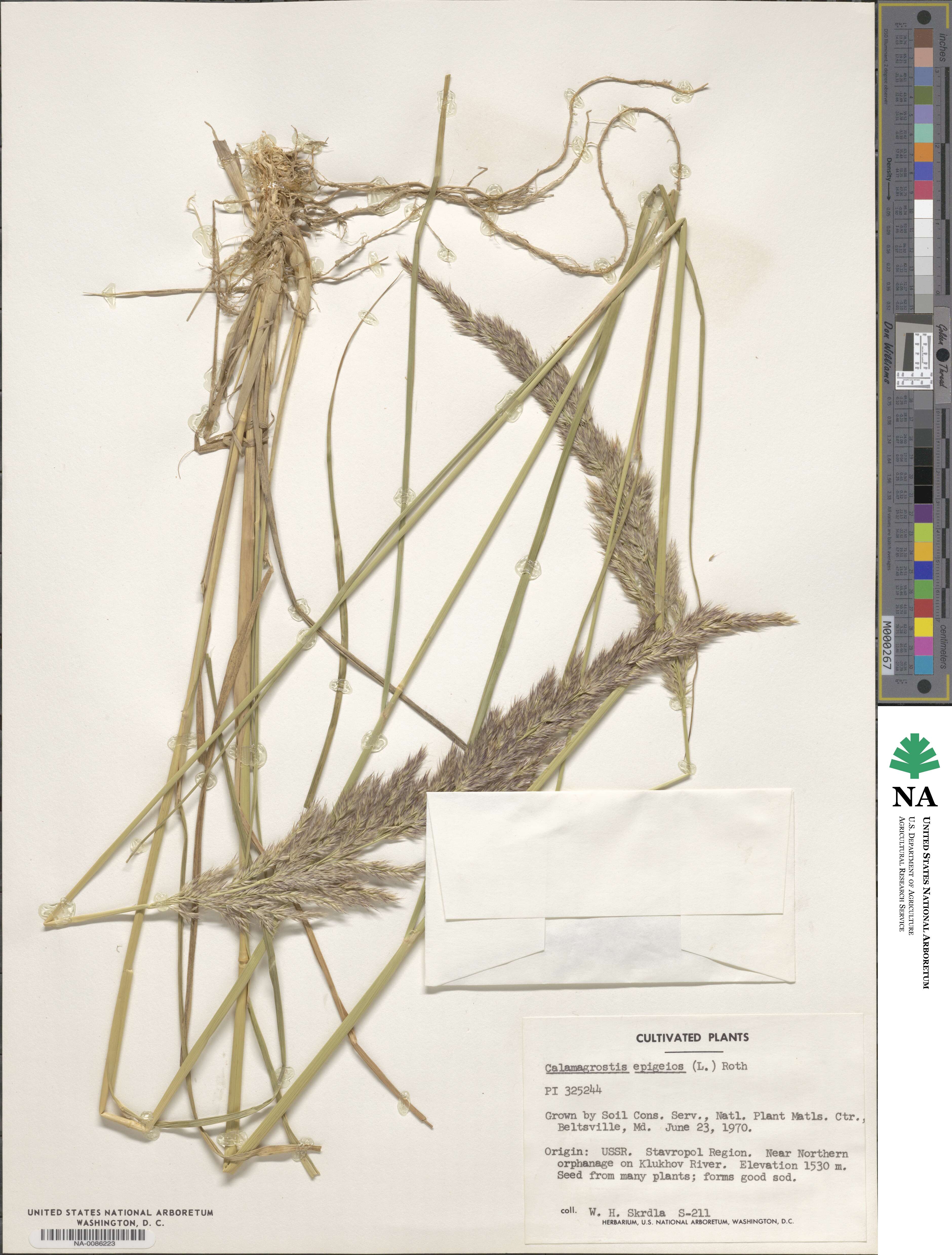 Calamagrostis epigejos image