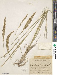 Calamagrostis inexpansa image