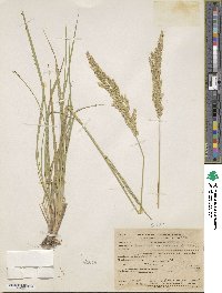 Calamagrostis inexpansa image