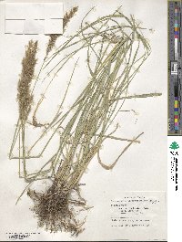 Calamagrostis pseudophragmites image