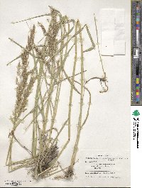 Calamagrostis pseudophragmites image