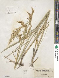 Calamagrostis pseudophragmites image