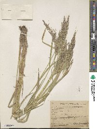 Calamagrostis canadensis image