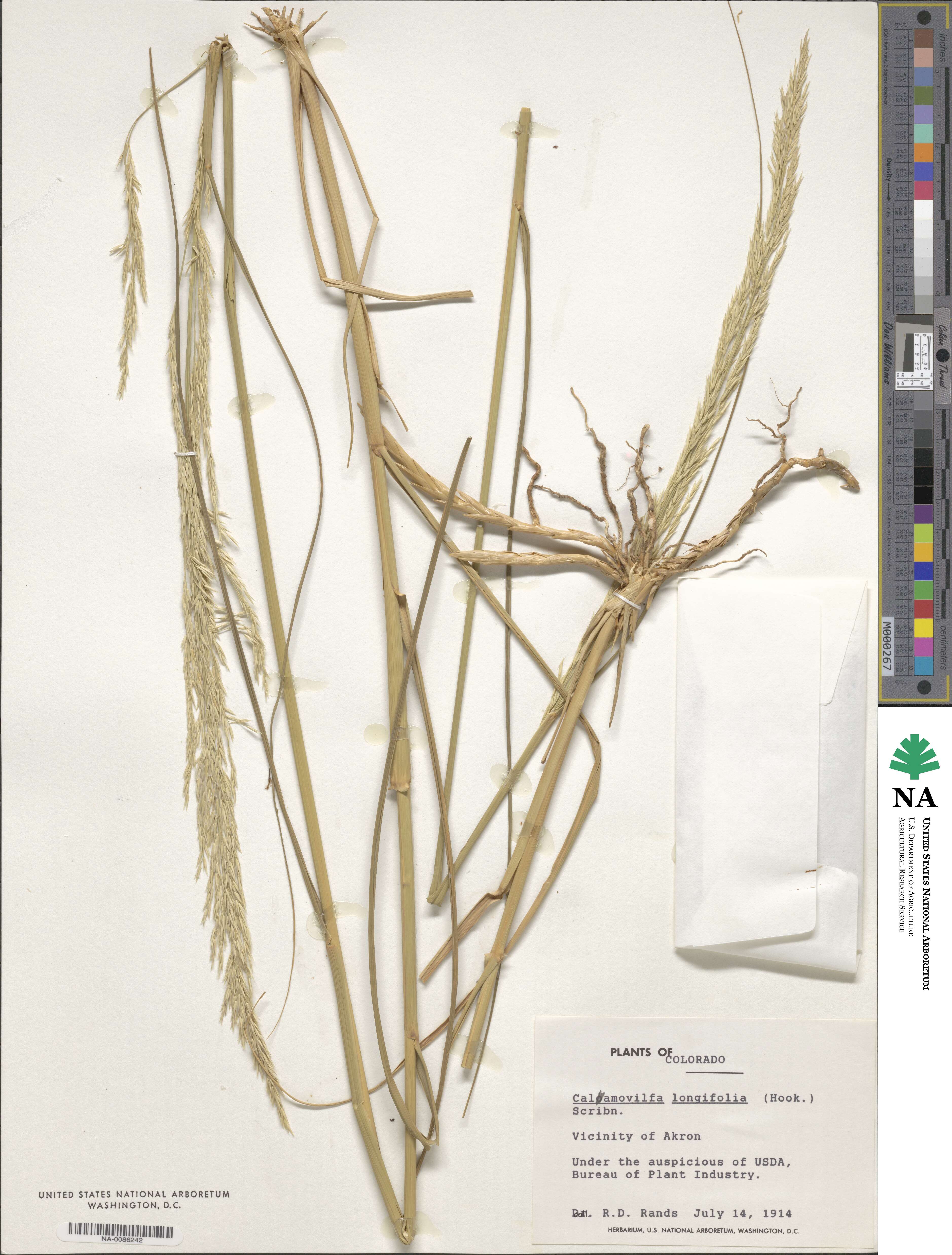 Sporobolus rigidus var. rigidus image