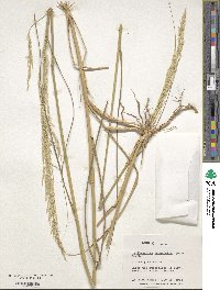 Sporobolus rigidus var. rigidus image