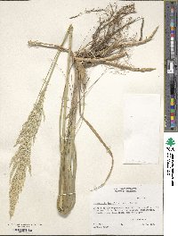 Sporobolus rigidus var. rigidus image