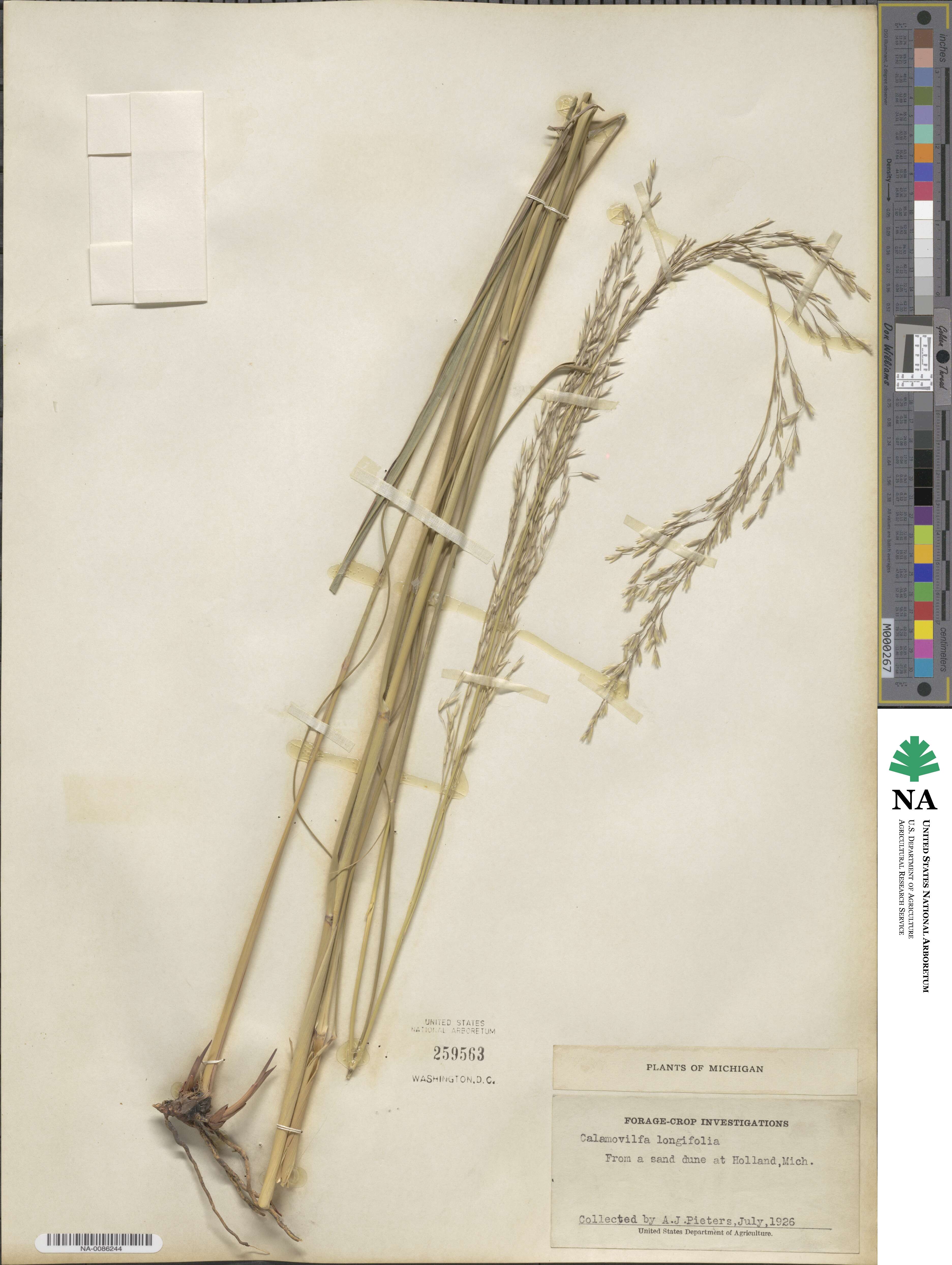 Sporobolus rigidus var. rigidus image