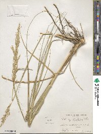 Sporobolus rigidus var. rigidus image