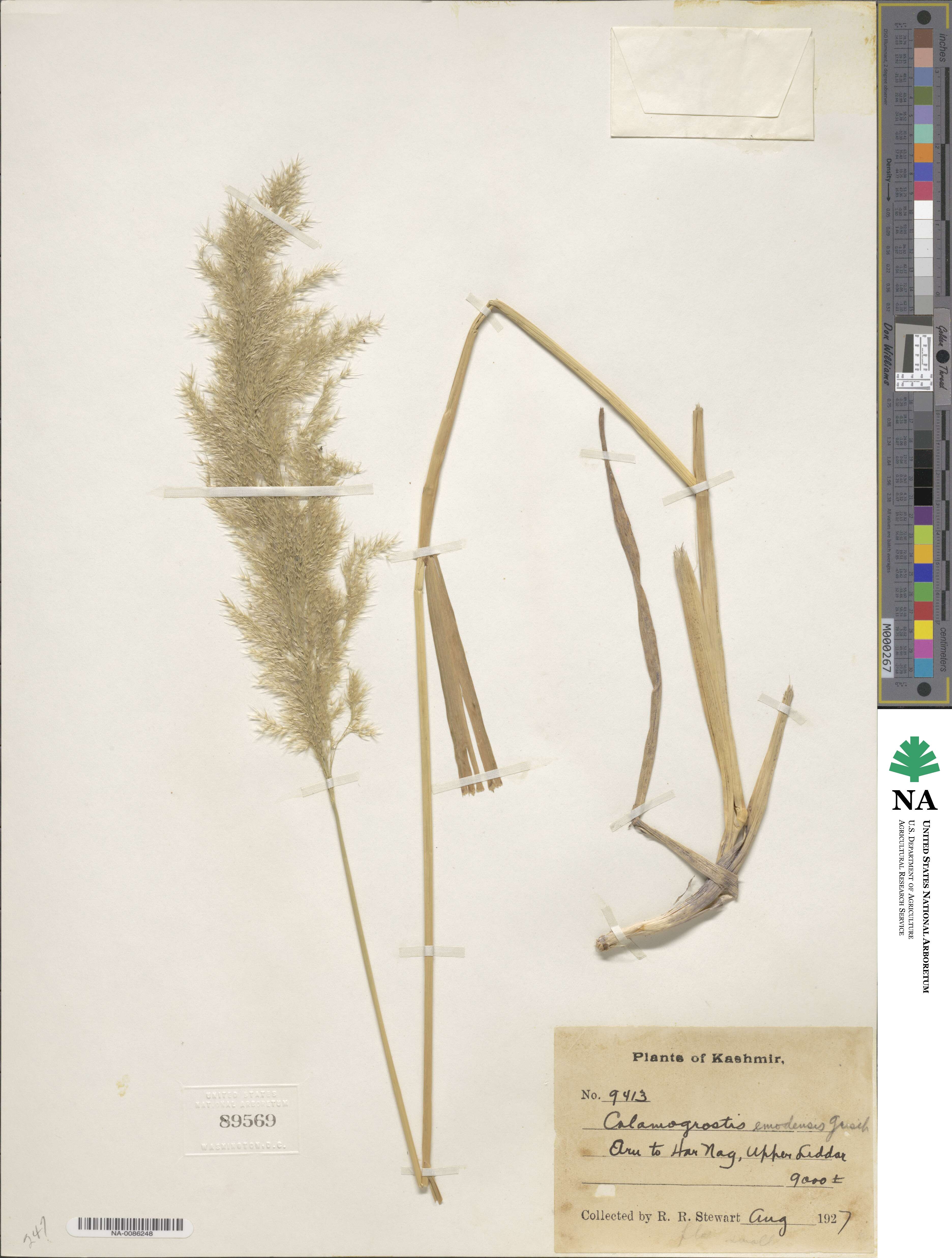 Calamagrostis emodensis image
