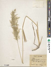 Image of Calamagrostis emodensis