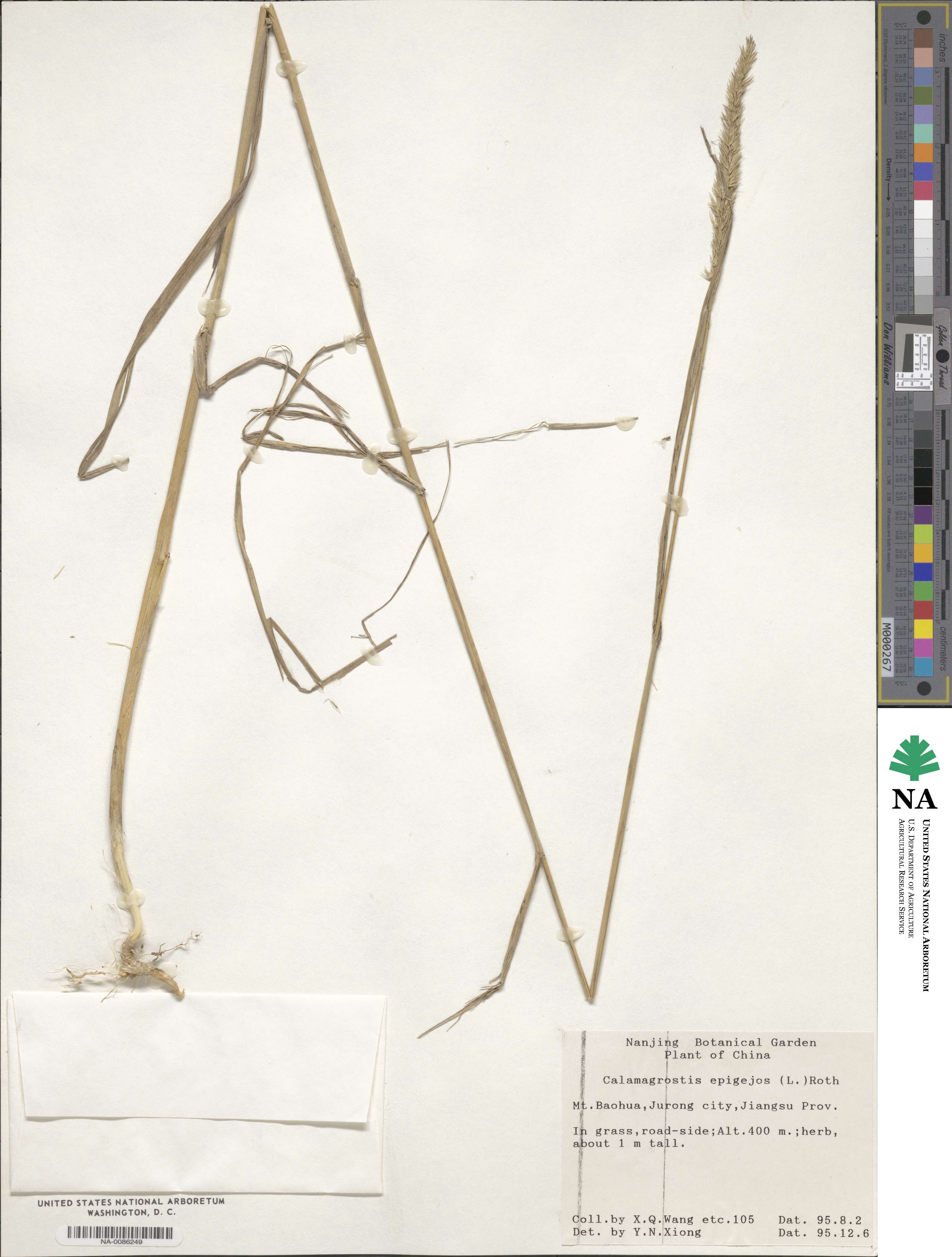 Calamagrostis epigejos image