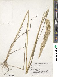 Calamagrostis epigejos image