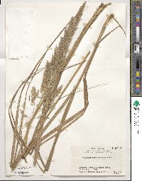 Calamagrostis epigejos image