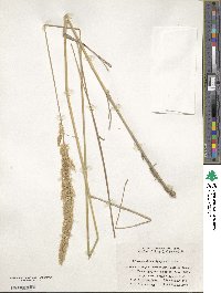 Calamagrostis epigejos image