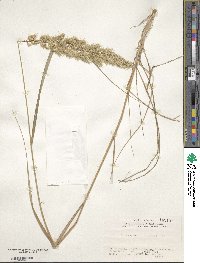 Calamagrostis epigejos image