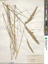 Calamagrostis epigejos image