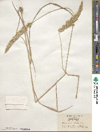 Calamagrostis epigejos image