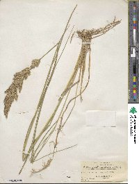 Calamagrostis epigejos image