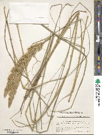 Calamagrostis epigejos image