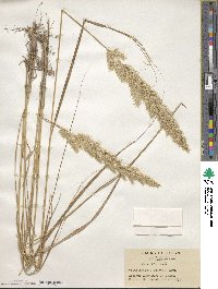 Calamagrostis epigejos image