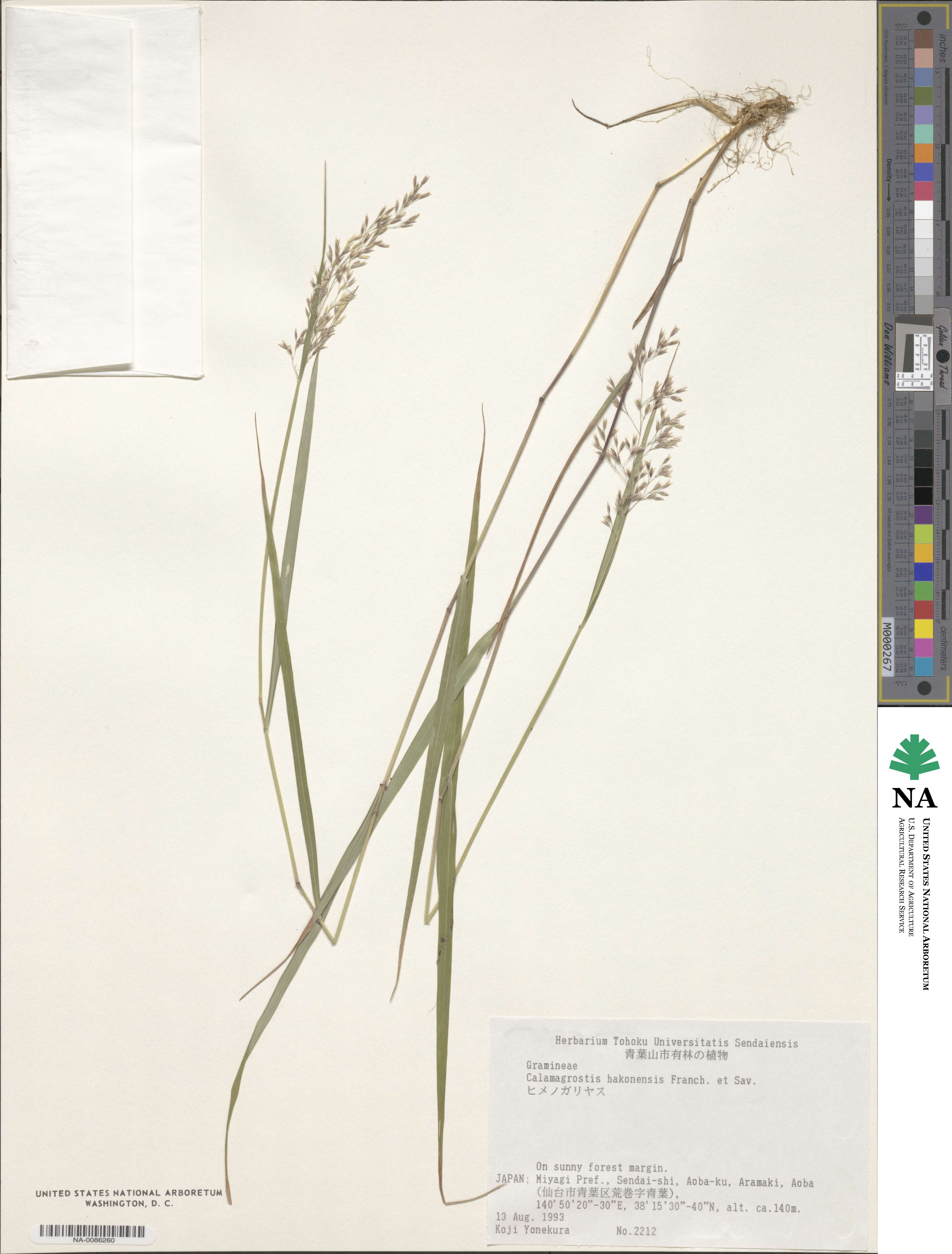 Calamagrostis hakonensis image